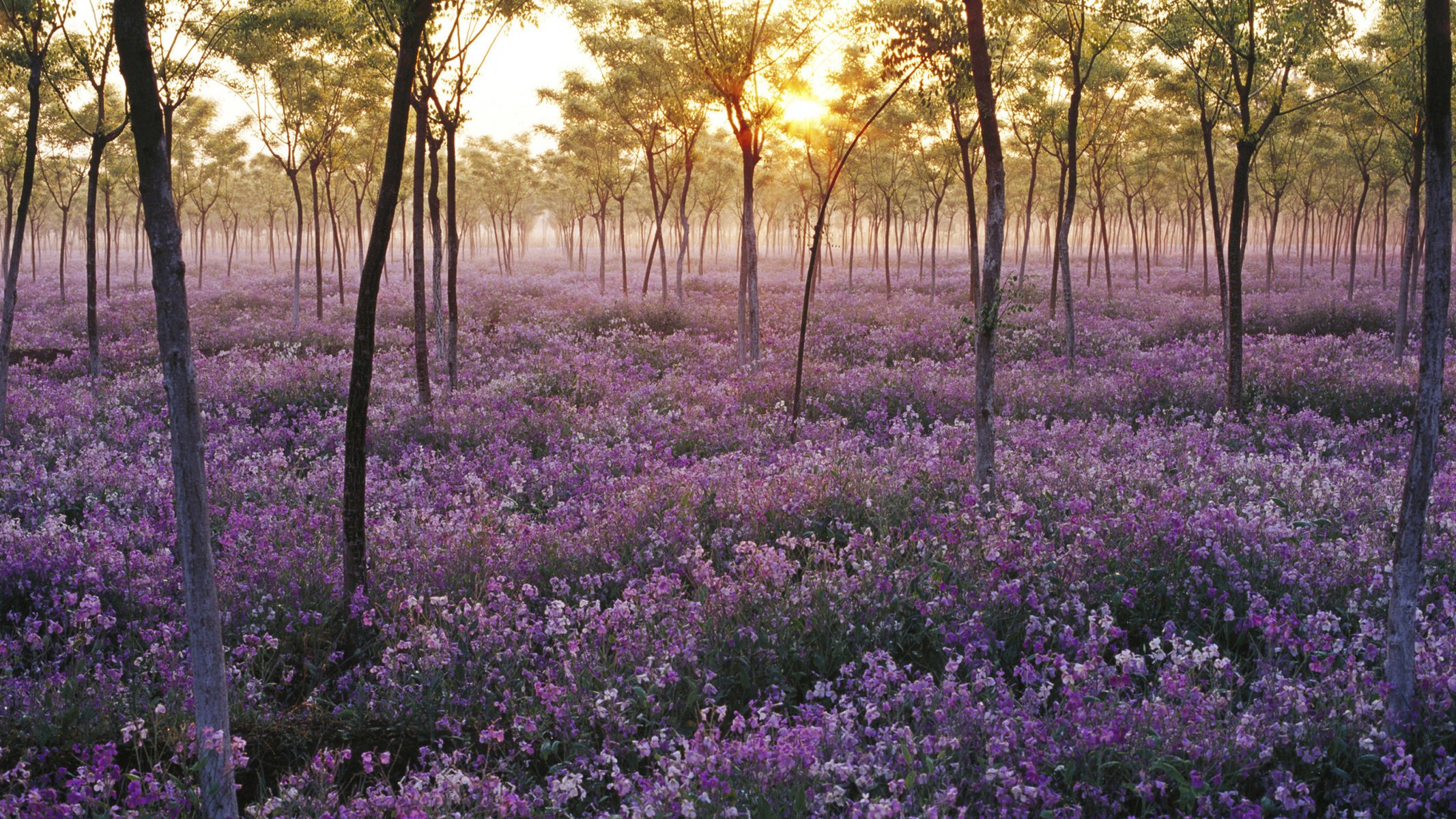 blumen veilchen flieder meer von blumen