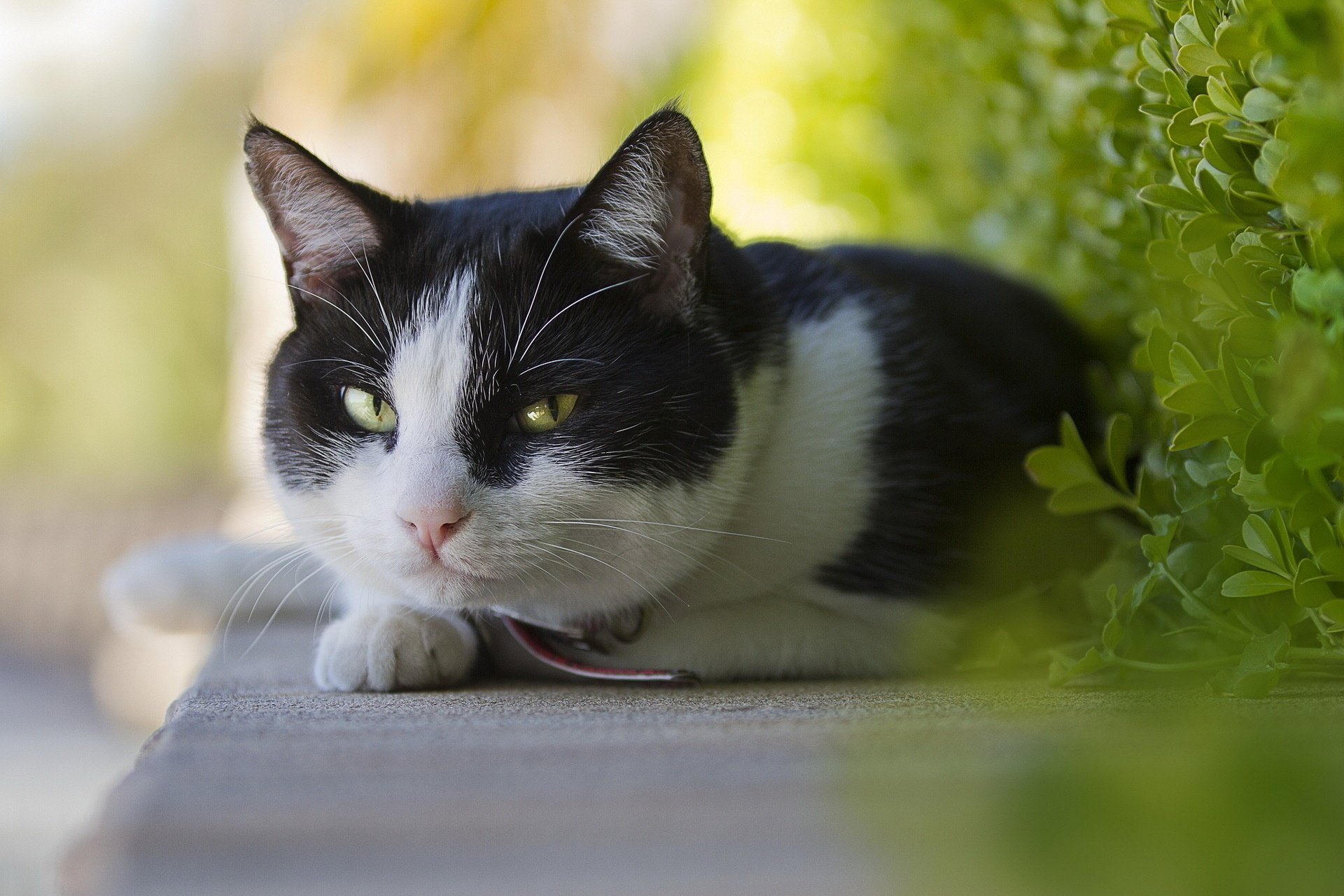 katze hintergrund blick