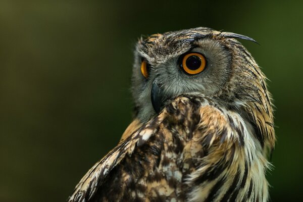 Owl close-up looks away