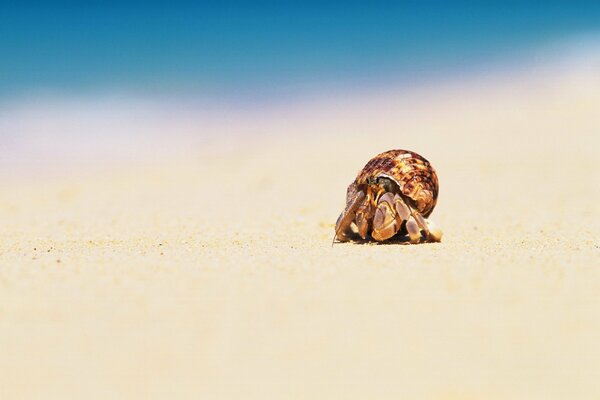 Krabbe in der Nähe des Meeres am Strand