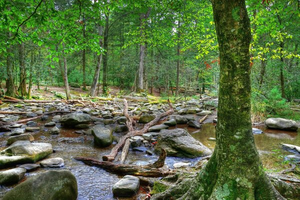 Fiume boscoso punteggiato di grandi pietre