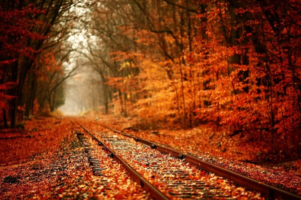 Forêt colorée en automne près du chemin de fer