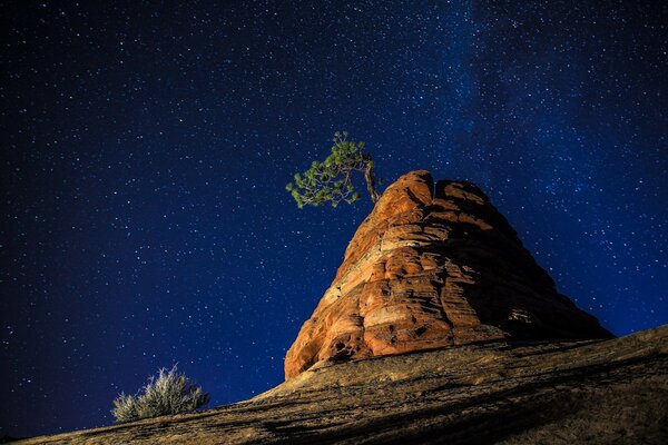 Arbre solitaire sur les rochers