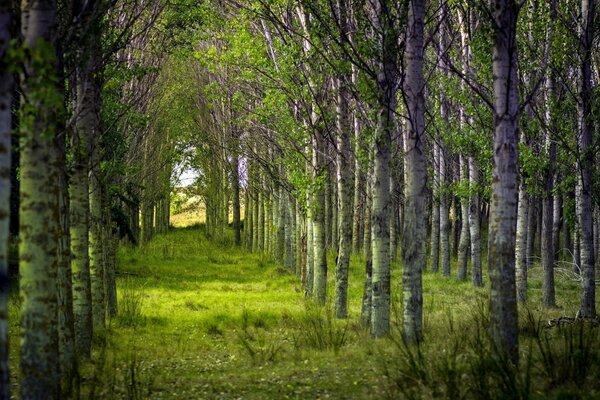 Bouleaux sur le chemin de la forêt