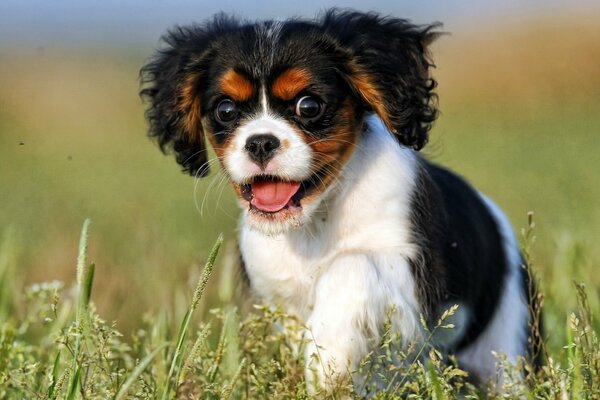 Il cane guarda con uno sguardo pazzo