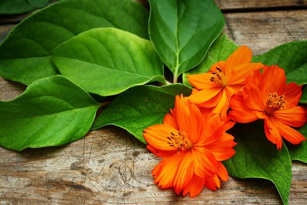 Orangefarbene Blüten und grüne Blätter auf einer Holzoberfläche