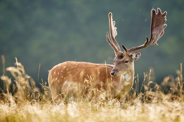 Natur hohes Gras Hirsch schaut