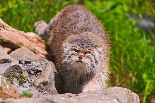 A quiet cat sneaks over the rocks