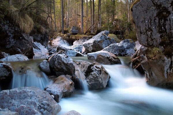 Schöner Wald mit Steinen und Fluss