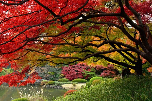 Ein Bild eines japanischen Gartens. Bäume