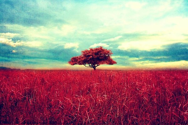 Landscape of grass in nature with clouds