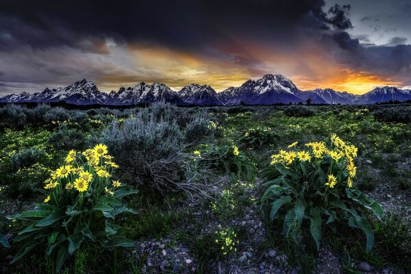 Coucher de soleil sombre et fleurs jaunes