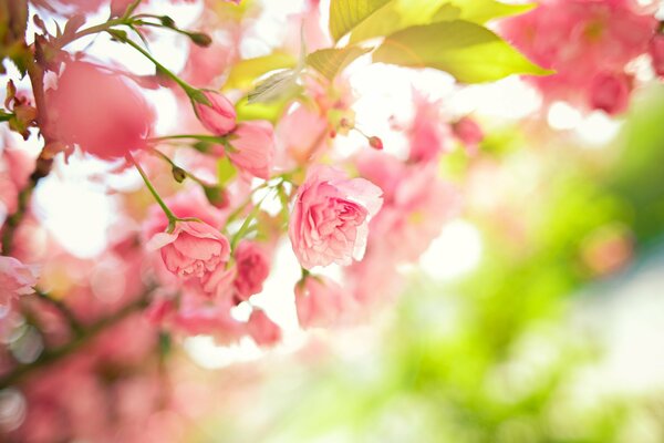 Blooming rosebuds of pink roses on a blurry green background