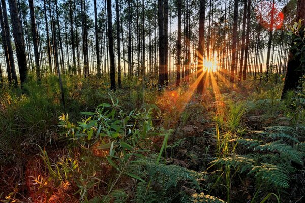 Forêt verte et l herbe, à travers les arbres, on voit le coucher de soleil