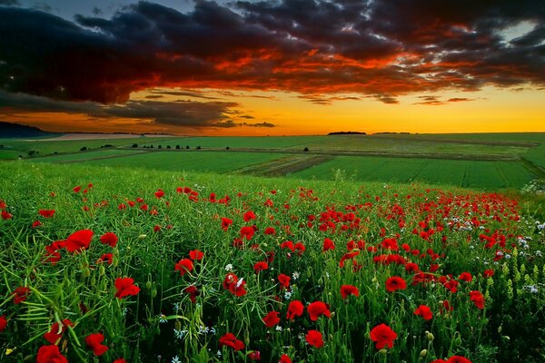 Coquelicots lumineux dans le champ sur fond de coucher de soleil