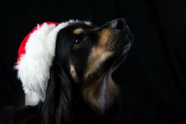 Cane in cappello di Babbo Natale con uno sguardo serio