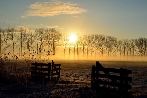 Sonnenuntergang im Feld, ausgetrocknete Bäume und Ährchen