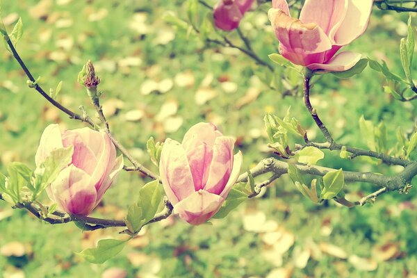 Blühende Magnolienblüten auf grün-gelbem unscharfen Hintergrund