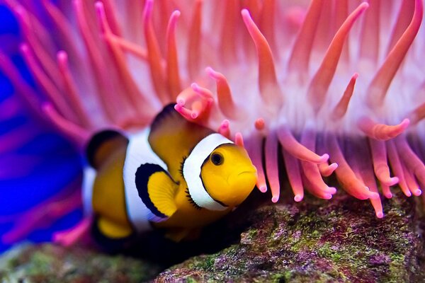 A clown fish swims among anemones