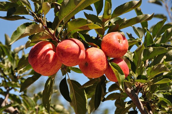 Rama con manzanas en verano