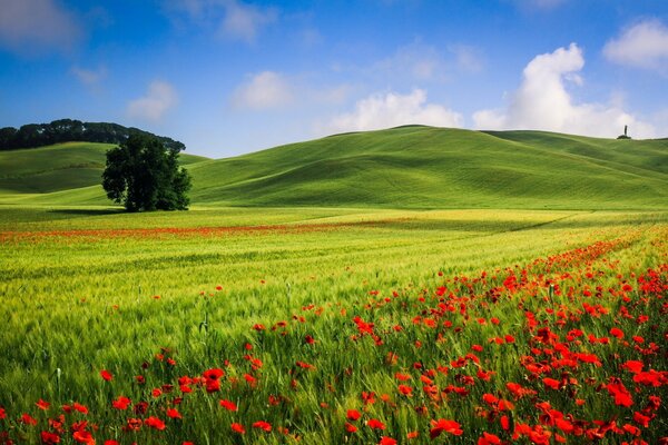 Coquelicots, rouges, collines pleines de beauté. Charme de la nature