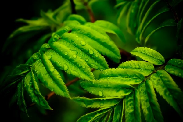 Dew falls on a green leaf