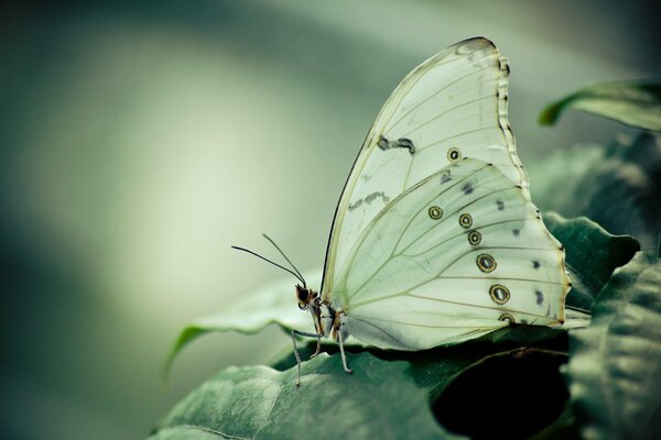 Ein weißer Schmetterling sitzt auf einem Blatt