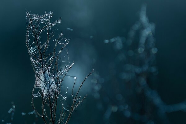 Night web with water drops