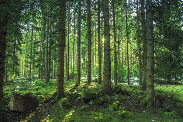 Waldlandschaft von beispielloser Schönheit