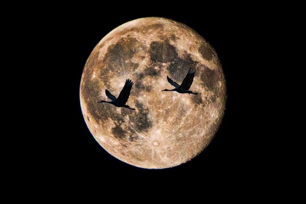 Beautiful full moon. Flying birds