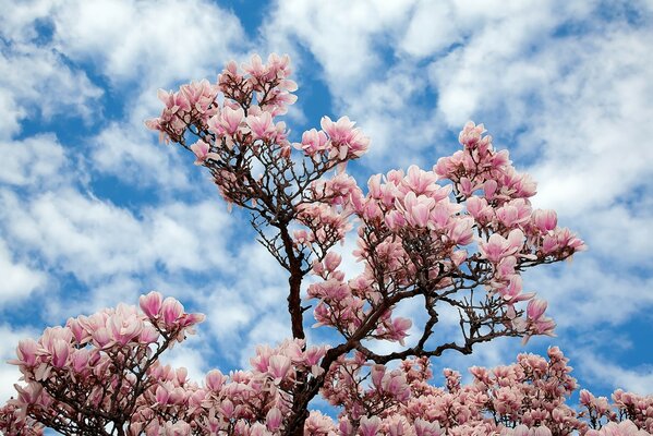 Arbre en fleurs sur fond de nuages