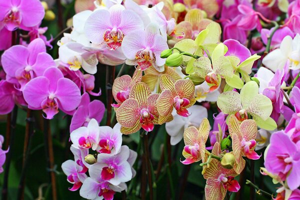 White, pink, green, variegated orchids