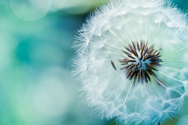 Dente di leone di fiore bianco arioso