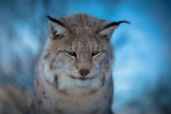 The sad face of a lynx on a blue background