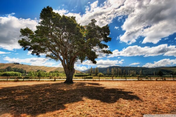 Albero solitario su uno sfondo di nuvole