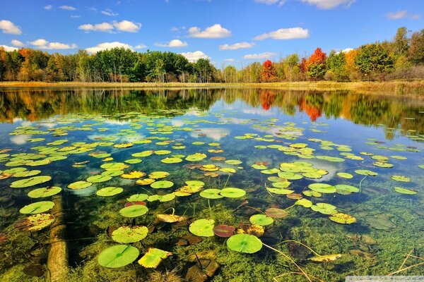 Forest lake on a clear day