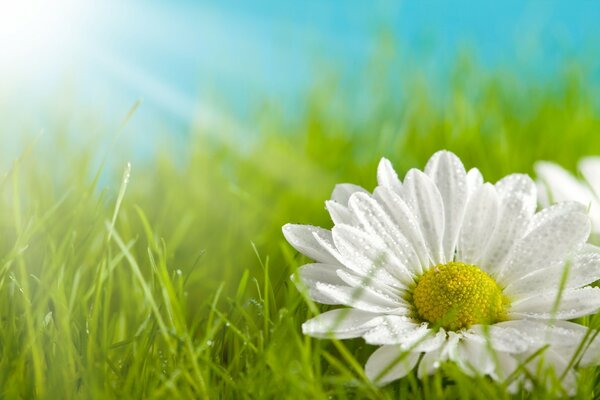 Weiße Blütenblätter einer Kamillenblüte, auf grünem Gras Hintergrund