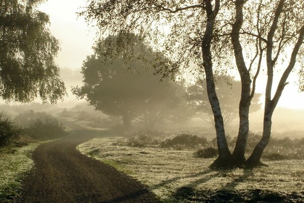 Mattina nebbiosa sulla strada tra le betulle