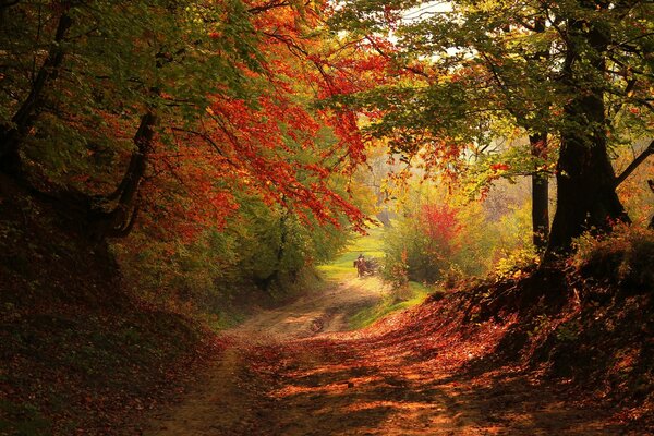 Herbstliche Landschaft der Waldstraße, in der Ferne sieht man einen Reiter auf einem Pferd