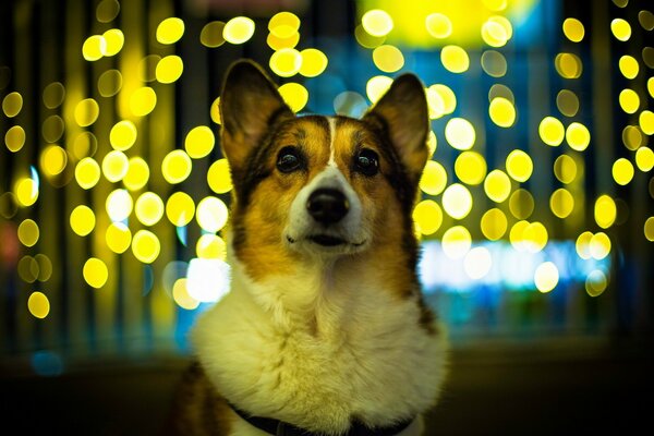 A dog with a beautiful look on the background of lanterns