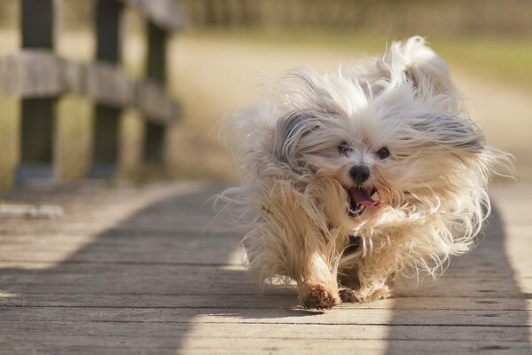 Un perro alegre corre por el puente