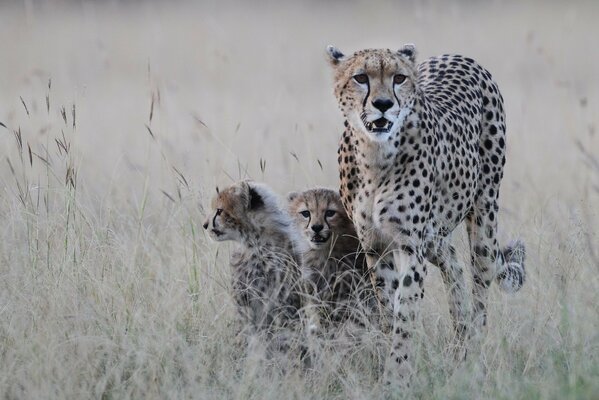 The feline family in search of prey