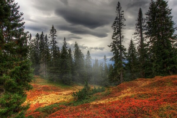 Fog in autumn in the forest