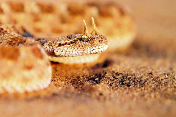 Die geile Viper schaut aufmerksam zu