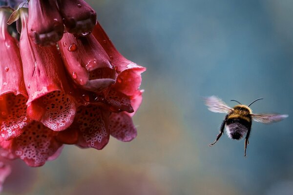 Blume mit Tropfen und Hummel