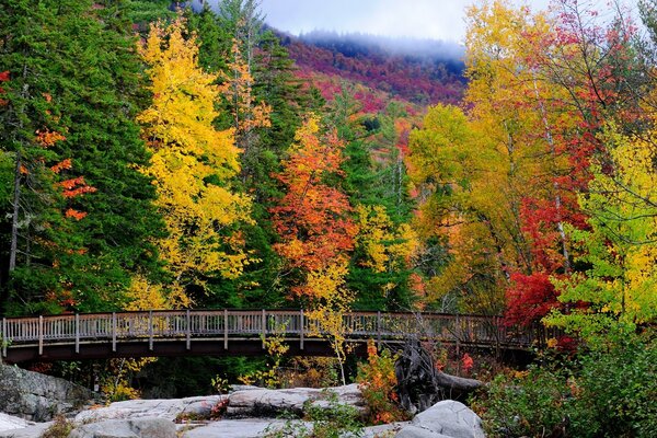 Automne multicolore dans la forêt