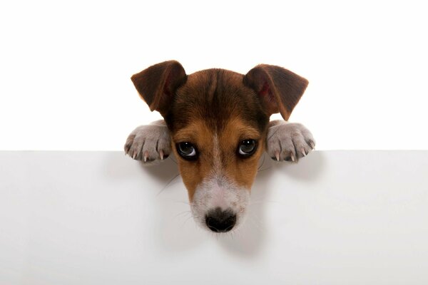 Perro cuelga patas sobre fondo blanco