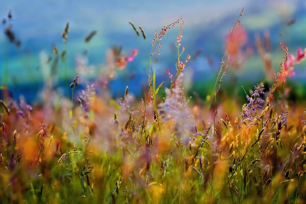 Verano de pradera. La ternura de las flores