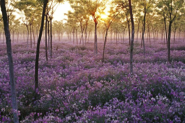 Mar de flores Lilas entre árboles de tallo delgado al atardecer