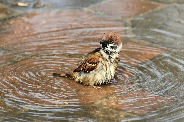 Moineau prend un bain dans une flaque d eau